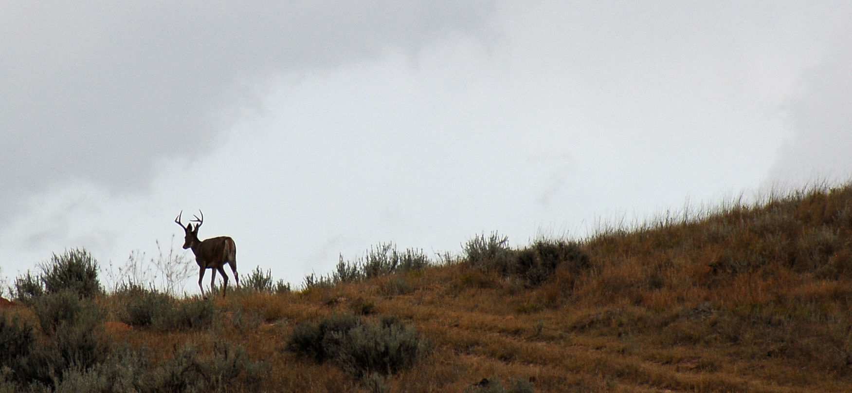 Wildlife benefits